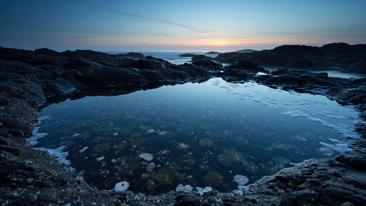 Coastal tide pool at dawn
